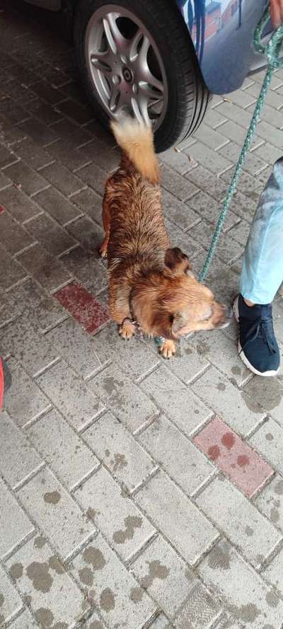 TierschutzhundeStammtisch🐕-Beitrag-Bild