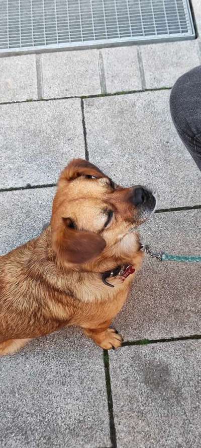 TierschutzhundeStammtisch🐕-Beitrag-Bild