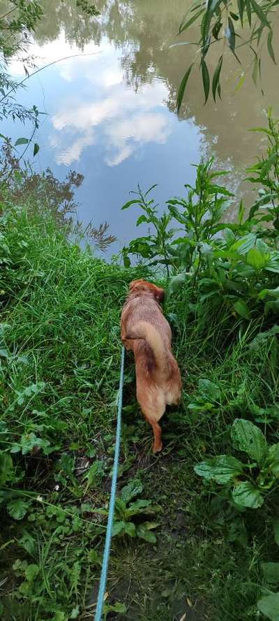 TierschutzhundeStammtisch🐕-Beitrag-Bild