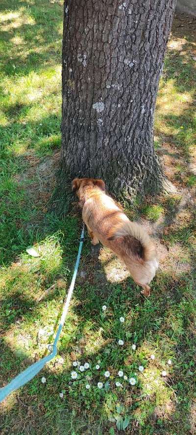 TierschutzhundeStammtisch🐕-Beitrag-Bild