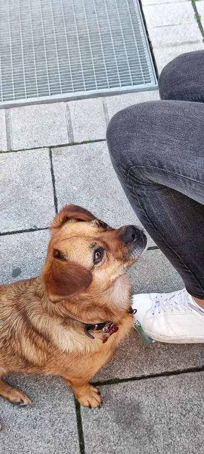 TierschutzhundeStammtisch🐕-Beitrag-Bild