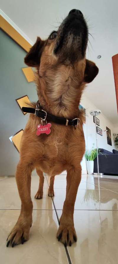 TierschutzhundeStammtisch🐕-Beitrag-Bild