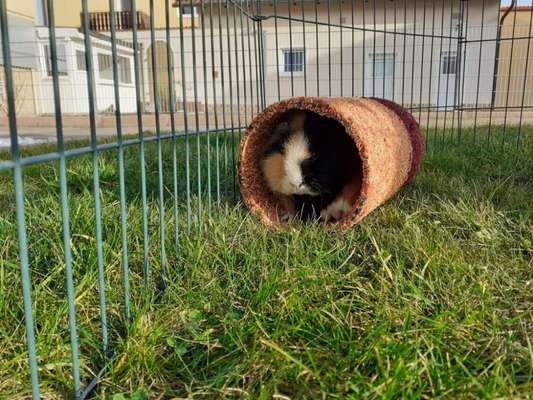 TierschutzhundeStammtisch🐕-Beitrag-Bild