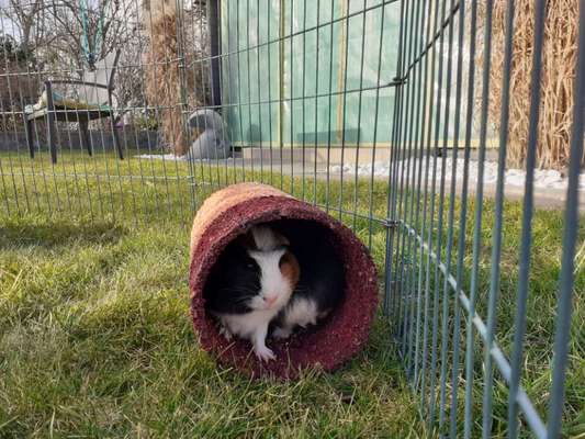 TierschutzhundeStammtisch🐕-Beitrag-Bild