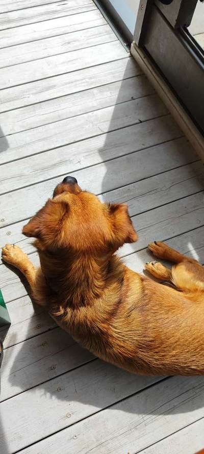 TierschutzhundeStammtisch🐕-Beitrag-Bild