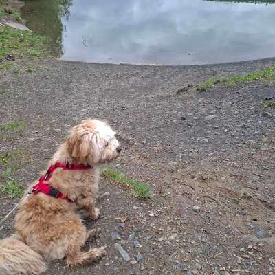 Hundetreffen-Junghundetreff-Bild