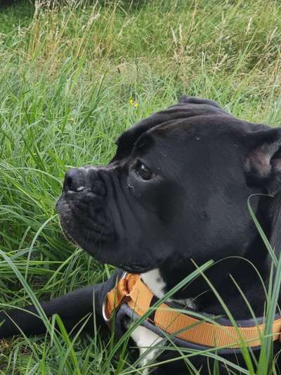 aktuelles Foto Gruppe Old English Bulldog