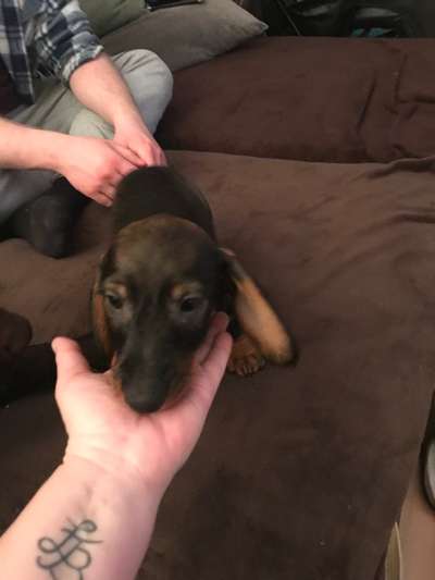 Welpen Bilder !-Beitrag-Bild