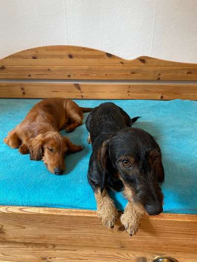 Welpen Bilder !-Beitrag-Bild