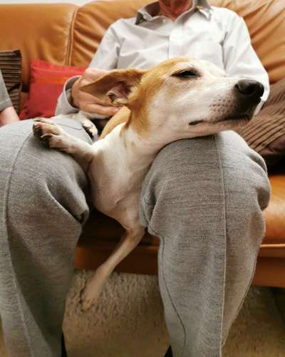 Fotochallenge 32 - Mein Schoßhündchen-Beitrag-Bild