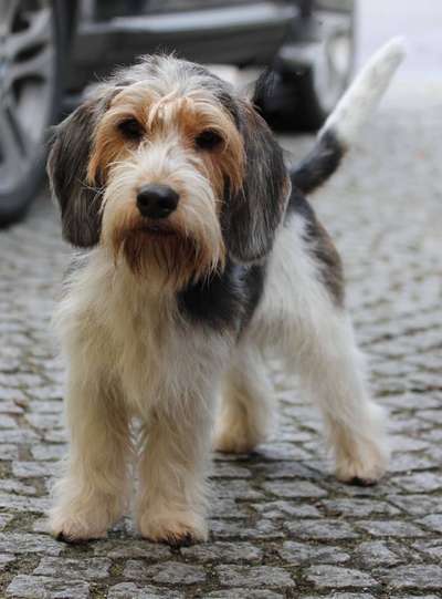 PBGV und Chinese Crested-Beitrag-Bild