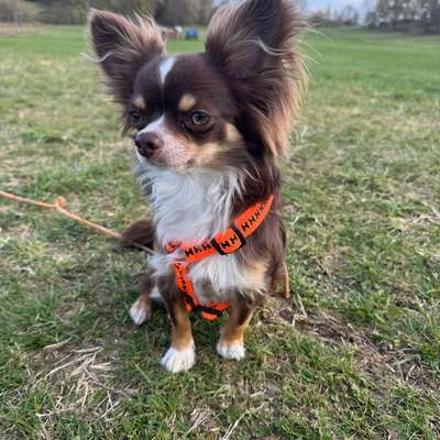 Hundetreffen-Kleine Hunde treffen-Bild