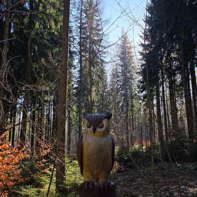 Hundeauslaufgebiet-Waldgeisterweg Ehrenfriedersdorf-Bild