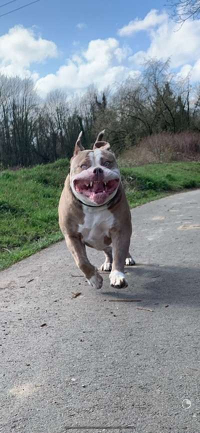 Zeigt eure verrücktesten Hundebilder-Beitrag-Bild