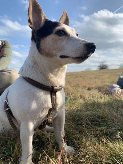 Zeigt her eure Junghunde :)-Beitrag-Bild