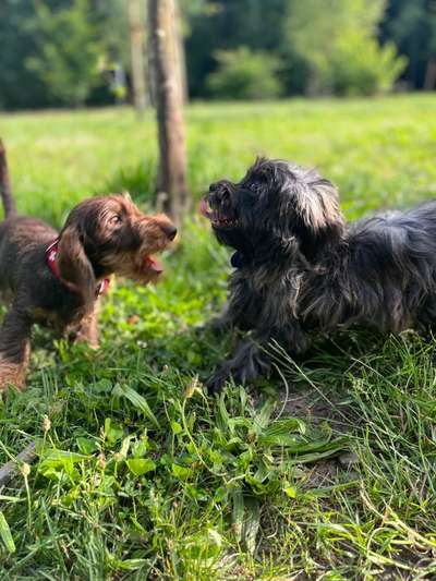 Bester Freund, Hundekumpel - zeigt her!-Beitrag-Bild