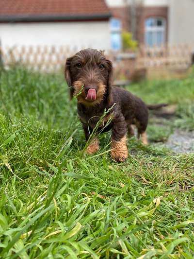 Tongue Out Tuesday-Beitrag-Bild