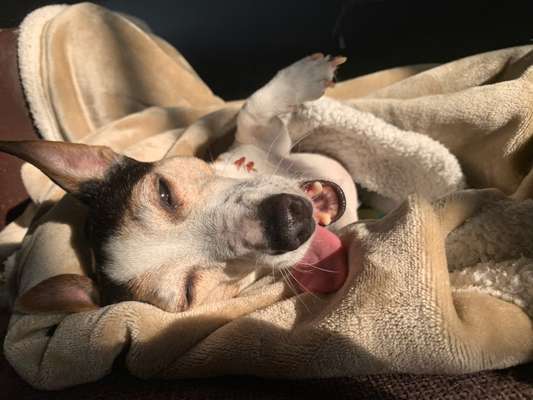 Fotochallenge Nr. 59 - Mein Hund zeigt die Zunge-Beitrag-Bild