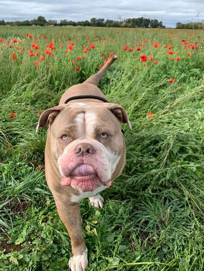 Fotochallange 63: "Dein blühendes Hündchen"-Beitrag-Bild