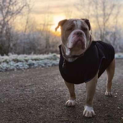 Fotochallenge 61 ~ Schnee-Beitrag-Bild