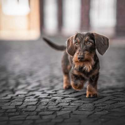 Hundetreffen-Social-Walk / Hundebegegnungen-Bild