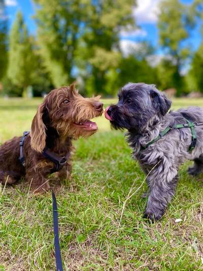 Bester Freund, Hundekumpel - zeigt her!-Beitrag-Bild
