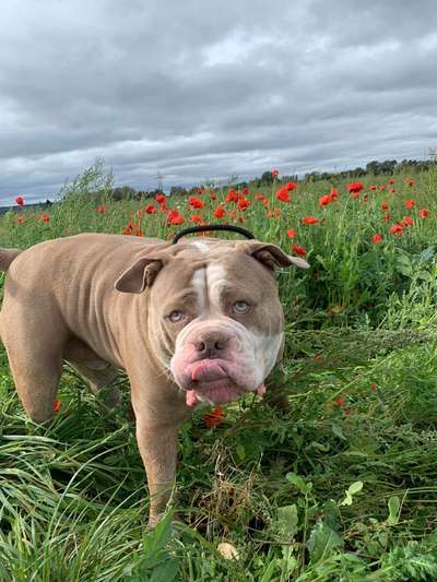 Fotochallenge Nr. 59 - Mein Hund zeigt die Zunge-Beitrag-Bild