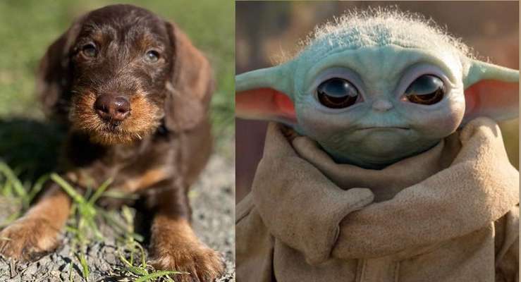 Wie heißt dein Hund?-Beitrag-Bild