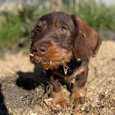 Zeigt mir die tollste Nahaufnahme von eurer Fellnase-Beitrag-Bild