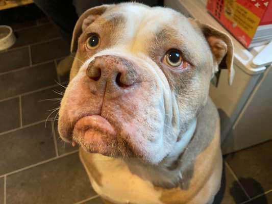 Die besten Hundeblicke 🐾❤️-Beitrag-Bild