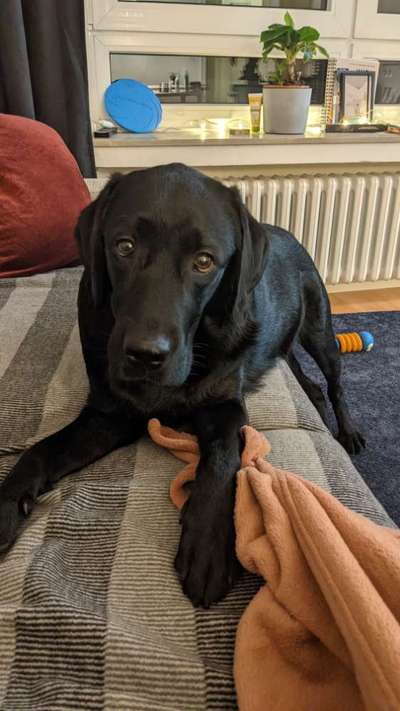 Wie heißt dein Hund?-Beitrag-Bild