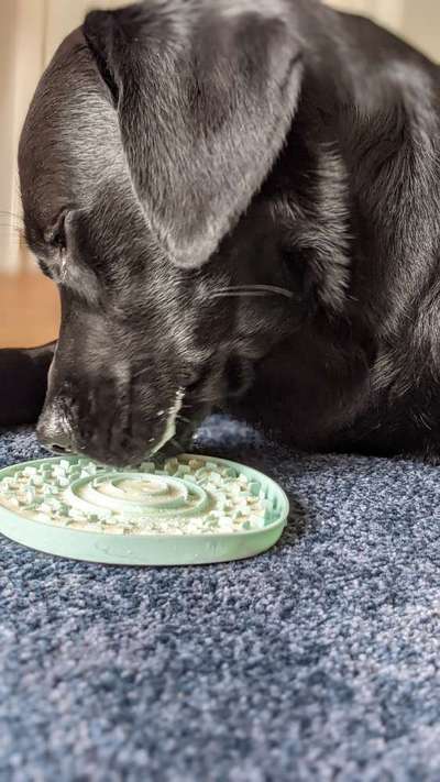 Labradorfans-Beitrag-Bild