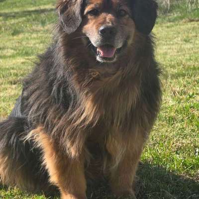 Hundetreffen-Gassi kumpel in Grünenplan-Bild