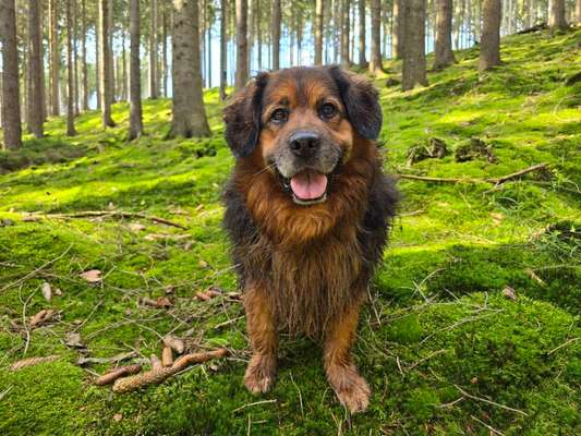 Hundetreffen-Gelegentliches gassi gehen-Bild