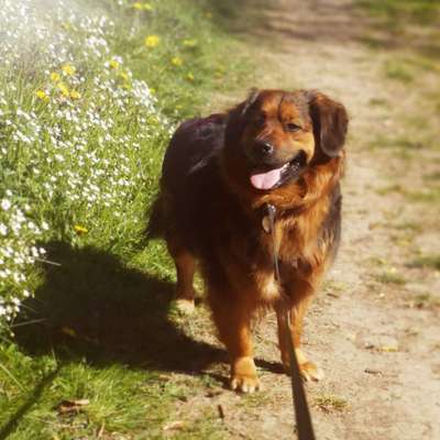 Dogorama Photo Challenge - Be my valentine-Beitrag-Bild