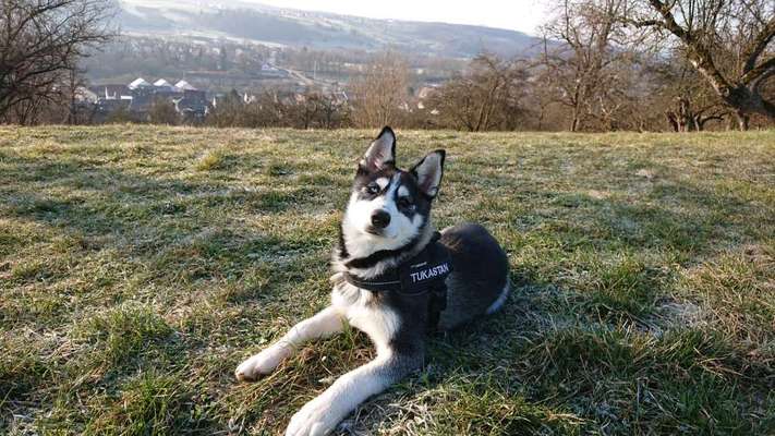 Hundetreffen-Welpentreffen/Spaziergang in Neckartailfingen-Bild