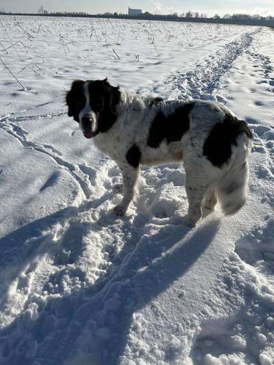 Hundetreffen-Spiel und Spaß - Lebensfreude-Bild