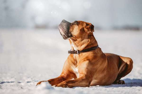 Unsere Fellnasen im Regenbogenland-Beitrag-Bild