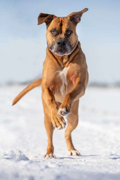 Boerboels-Beitrag-Bild