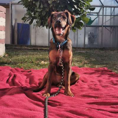 Hundetreffen-Junghundetreff Dietenheim / Schwendi-Bild