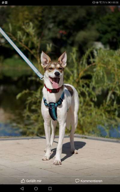 Mischlingshunde Foto Aufruf-Beitrag-Bild