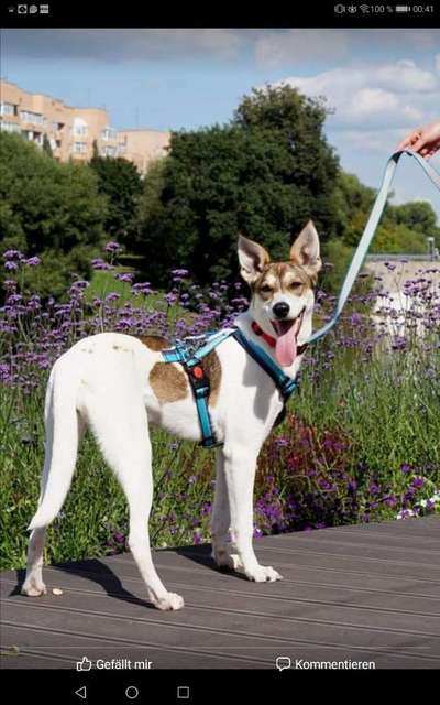 Mischlingshunde Foto Aufruf-Beitrag-Bild