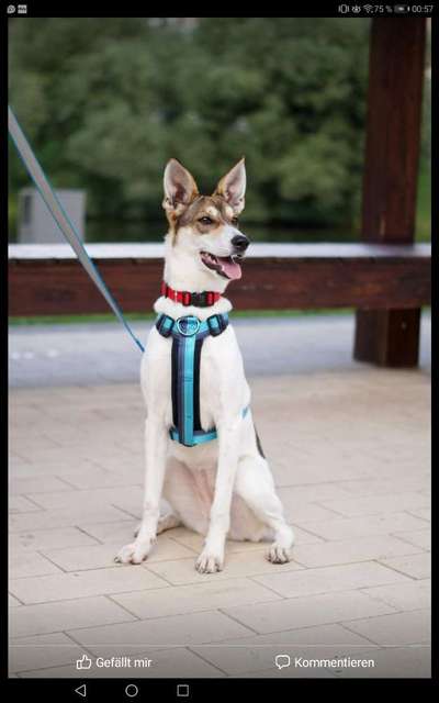 Mischlingshunde Foto Aufruf-Beitrag-Bild