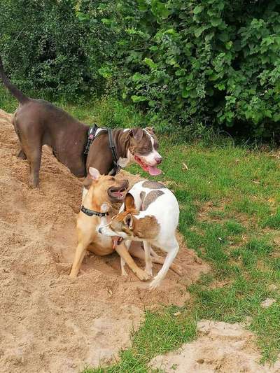 Die Dogorama Wochen Challenge "Friends will be Friends"-Beitrag-Bild