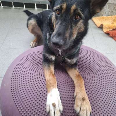 Hundetreffen-Gemeinsame Gassirunden-Bild