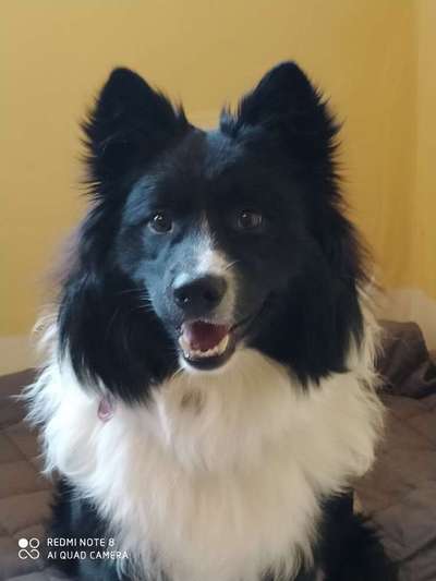 Rassen und ihre Eigenschaften-Beitrag-Bild