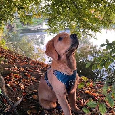 Hundetreffen-Sozialisierung-Bild