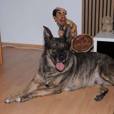 Hundetreffen-Social Walk !-Bild