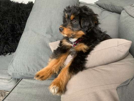 Dogorama Photo Challenge - Hundeblick zum hinschmelzen-Beitrag-Bild