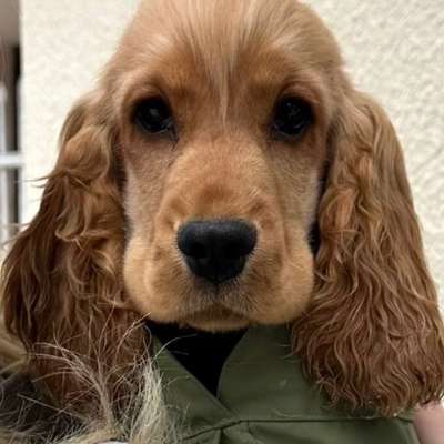 Hundetreffen-Welpentreffen-Bild